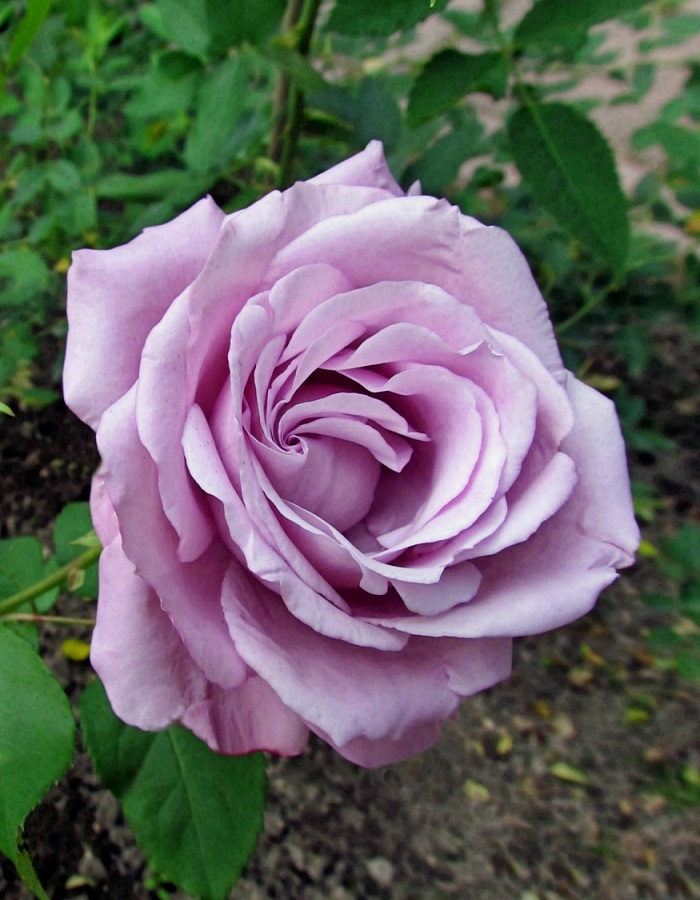 Роза чайно-гибридная Шарль де Голль 1 шт роза шарль де голль чайно гибридная топалович