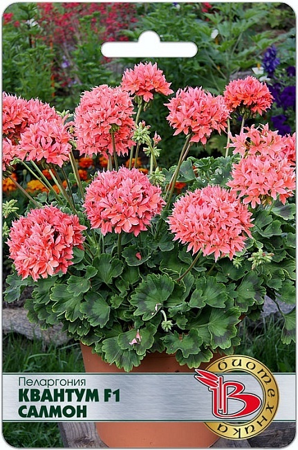 Пеларгония Квантум F1 Салмон 5 шт