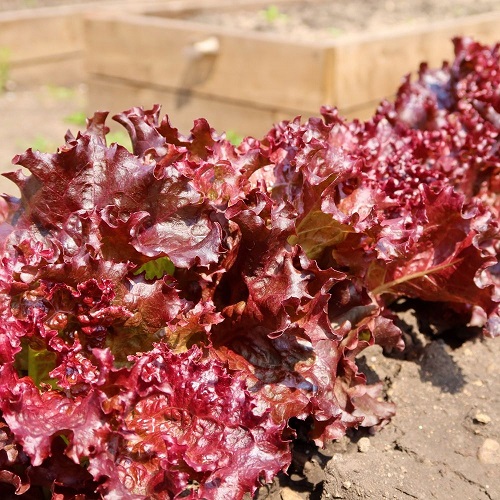 Салат Вишневый сад (УД) 0,25 гр цв.п  