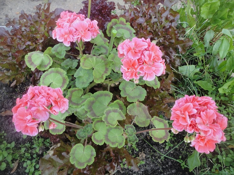 Пеларгония вытянулась и потеряла привлекательный вид?