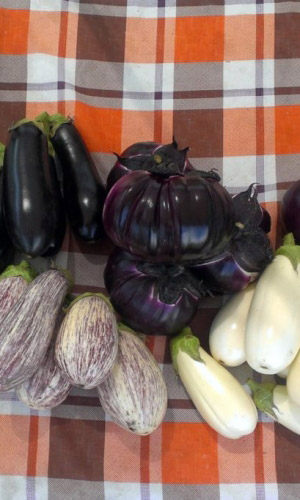 Баклажан Смесь Суперранних Сортов (УД) 20 шт цв.п.