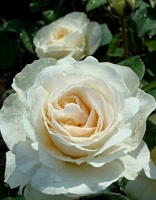 Роза чайно-гибридная Пурити