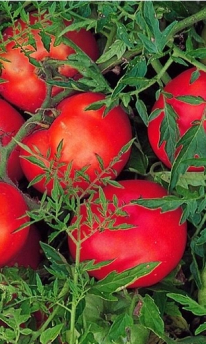 Томат Кудрявый малыш (УД) 20шт. цв.п. семена томат яблочные 20шт