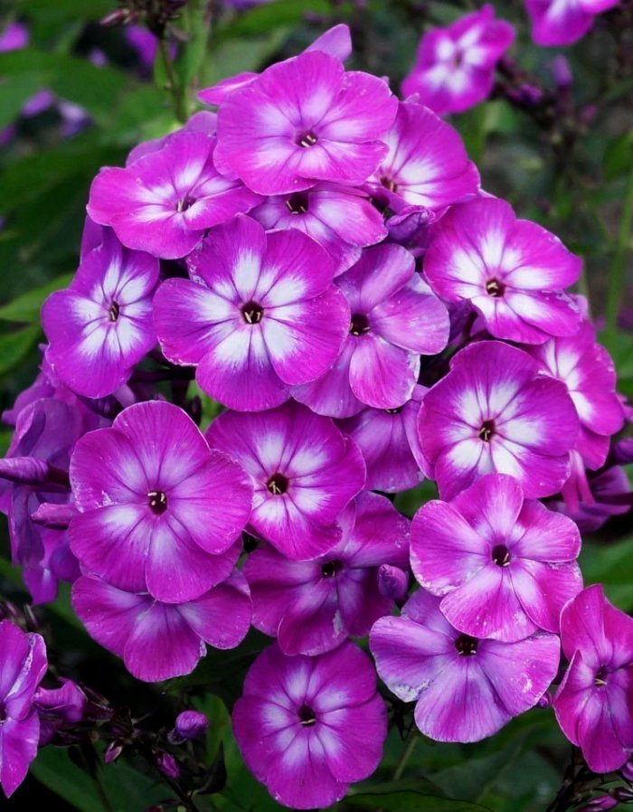 

Флокс Лаура