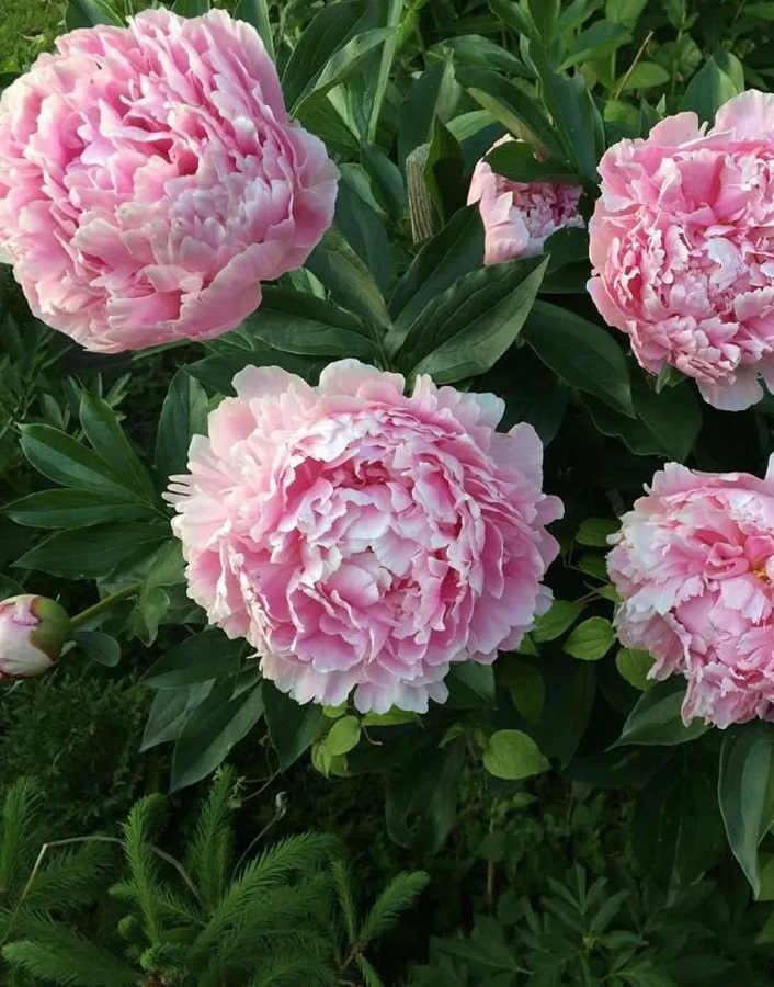 

Пион травянистый Катерина Фонтейн