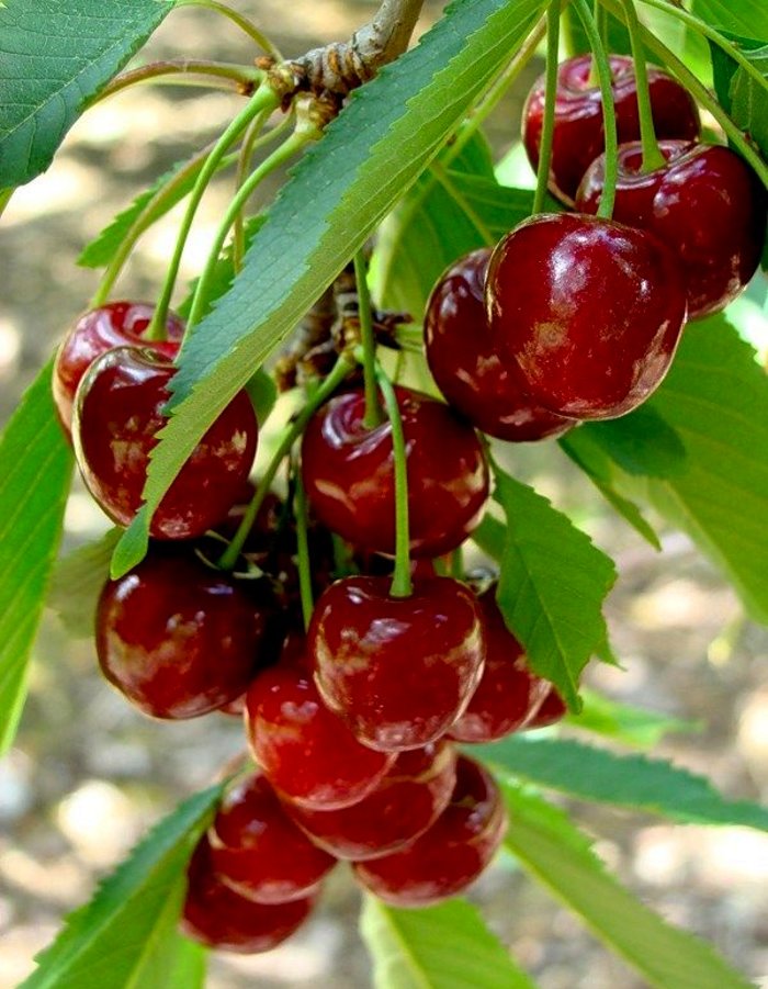 

Вишня Памяти Вавилова