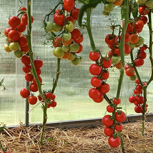 Томат Соседская зависть F1 (УД) 12 шт цв.п