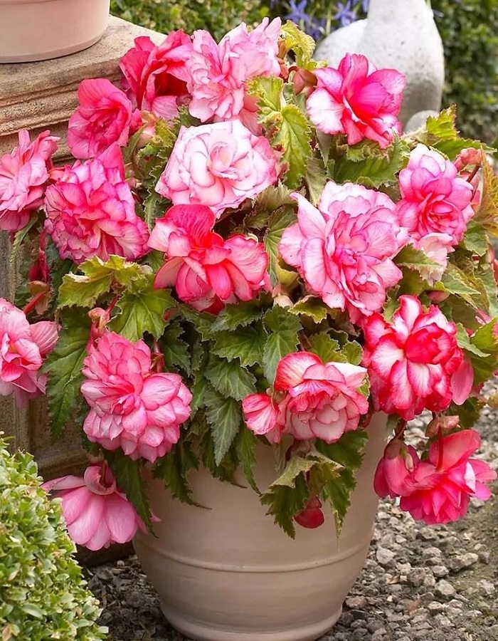 

Бегония Ампельная Пинк Бэлкони