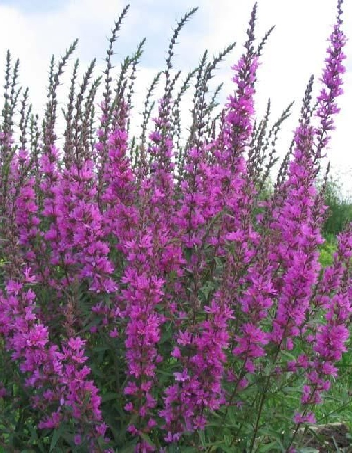 

Дербенник иволистный Розовый жемчуг ASF 1 шт Р9