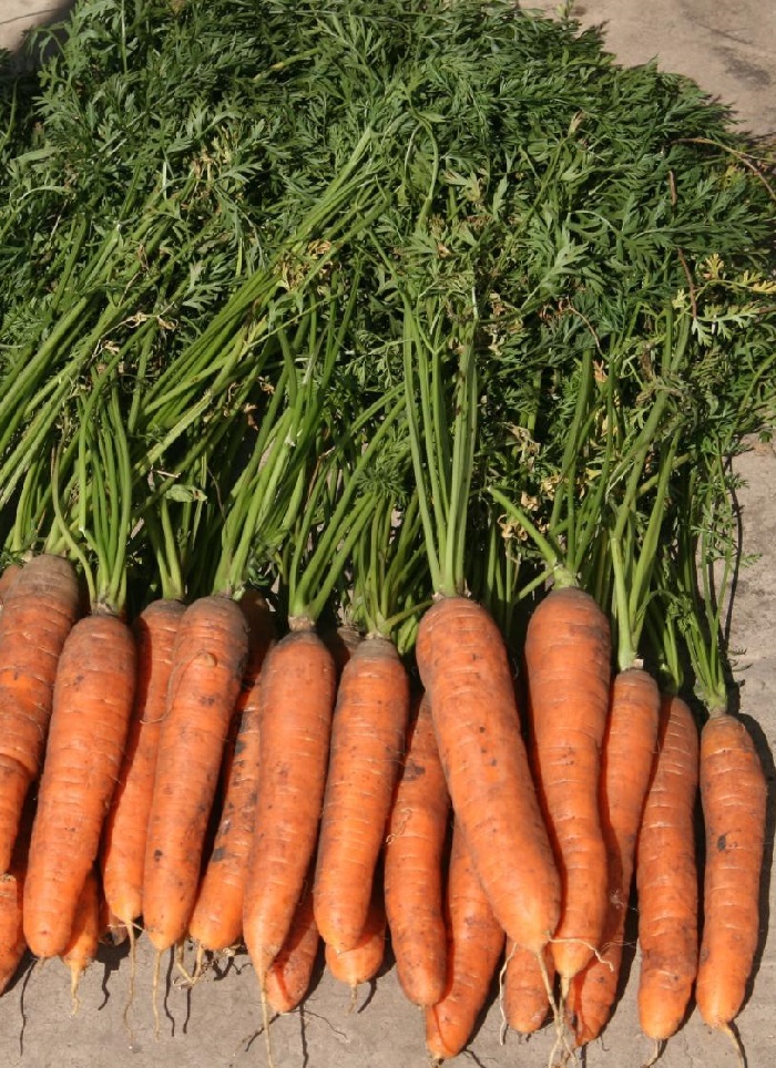 

Морковь Веснушка F1 (Селекция "ВХ") 0,3 гр цв.п.