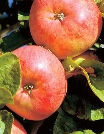 Яблоня Яблочный спас