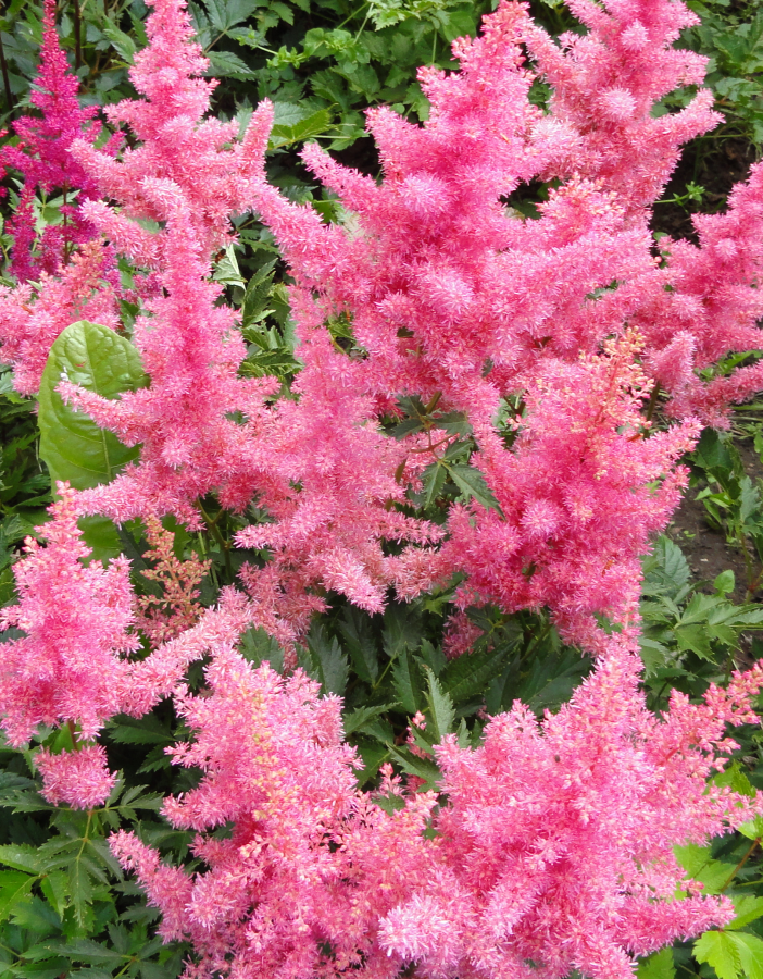 

Астильба Анита Фейфер