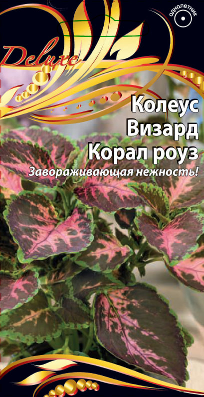 

Колеус Визард Корал роуз 5 шт