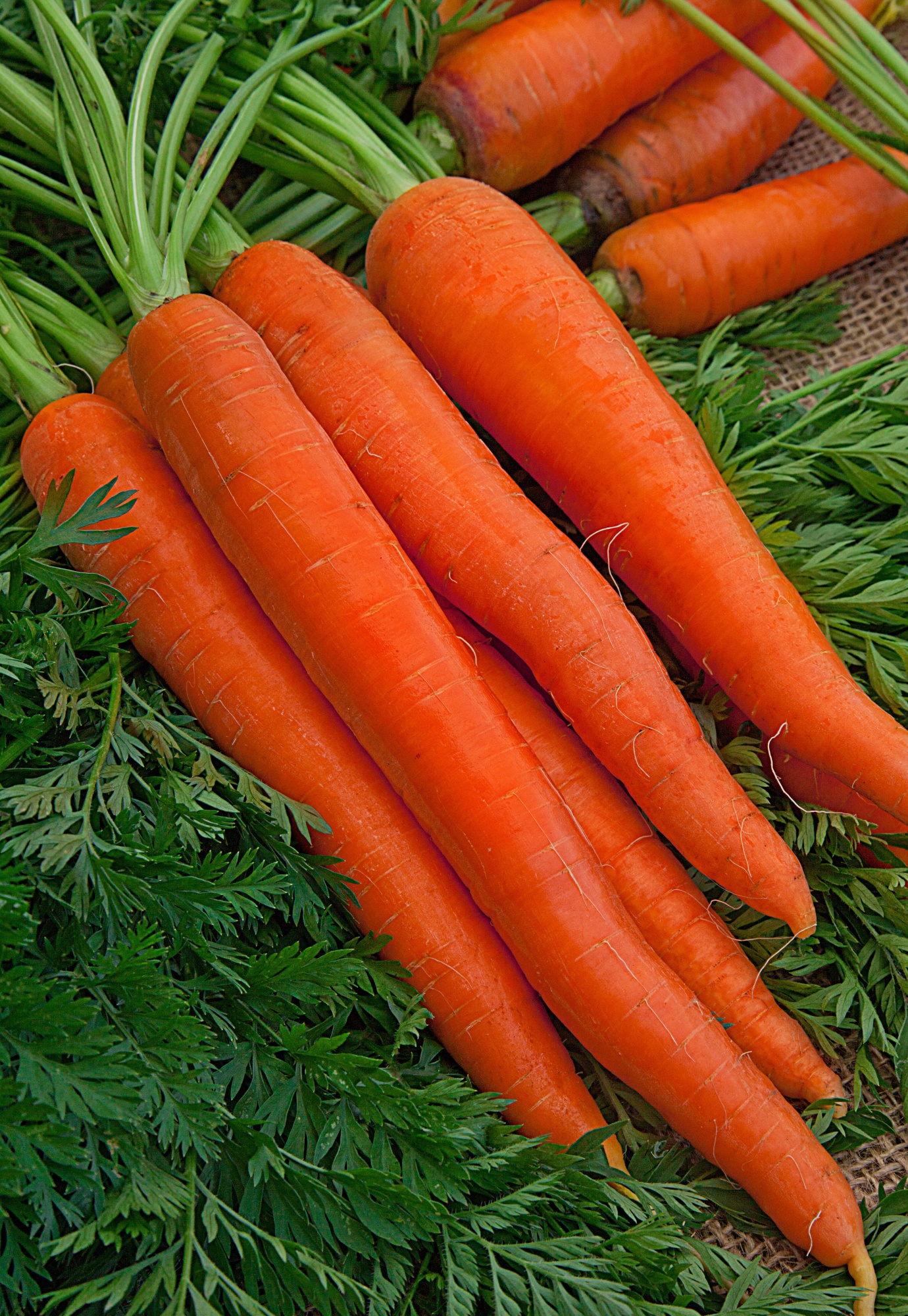 Морковь Витаминная 6 2 гр цв.п семена морковь витаминная 6 лента 8м