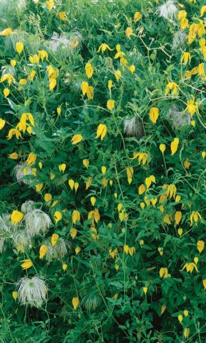 Клематис тангутский - Китайские Фонарики (УД) 12 шт цв.п. 