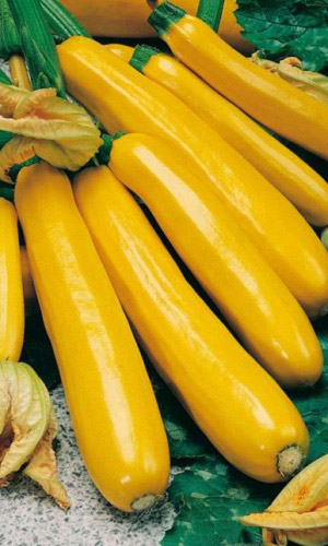 Кабачок Золотинка - цукини (УД) 10 шт цв.п