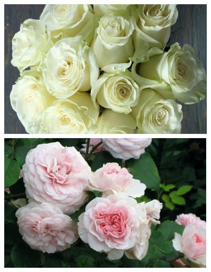 Набор роз Между вымыслом и снами 2 саженца набор роз робкий поцелуй 2 саженца