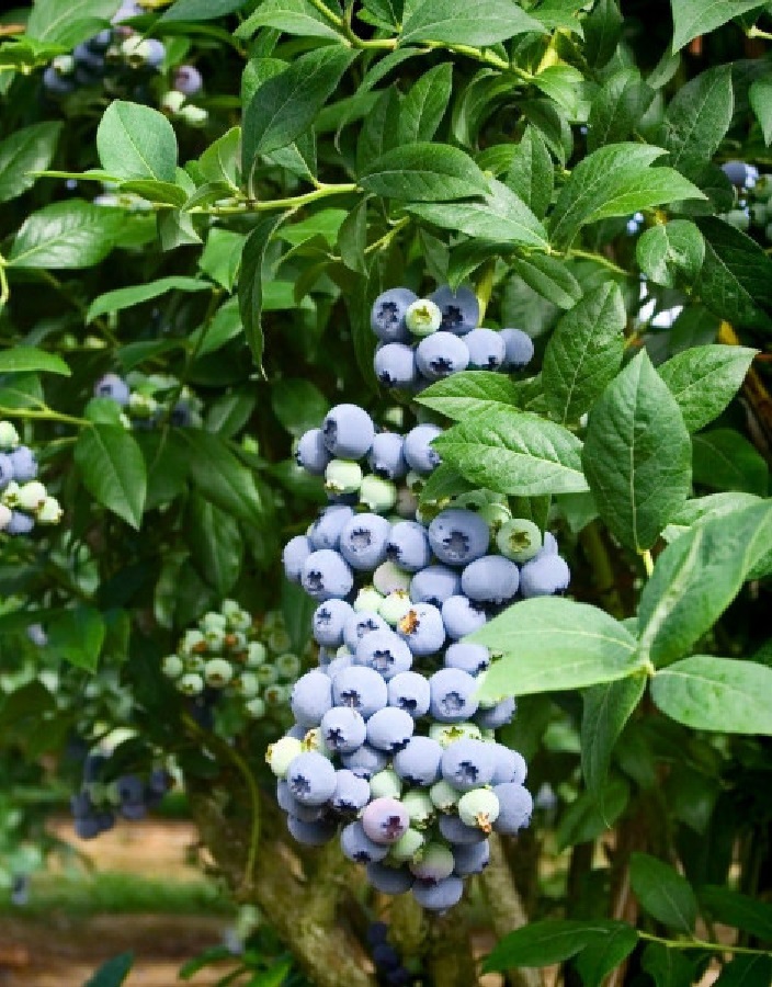 

Голубика высокорослая Шантэклер