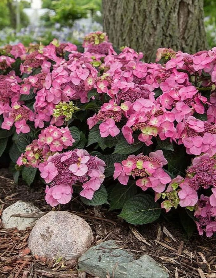 

Гортензия крупнолистная Эндлесс Саммер Поп Стар 1 шт Р9