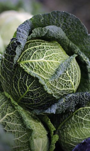 Капуста савойская Вертю 1340 (УД) 0,25гр. цв.п.