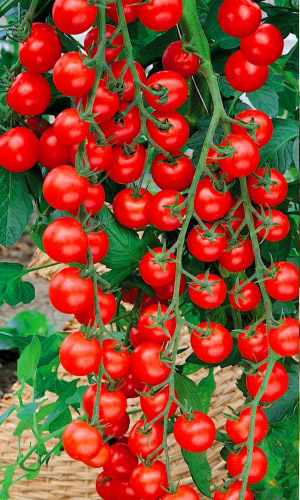 Томат Гартен Фройде (УД) 20 шт цв.п