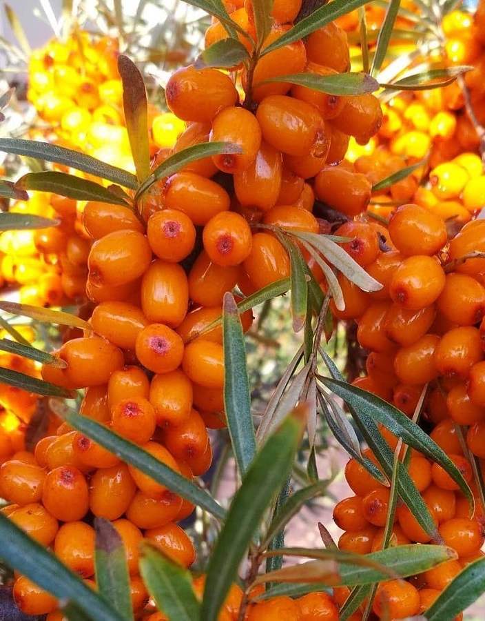 

Облепиха Этна