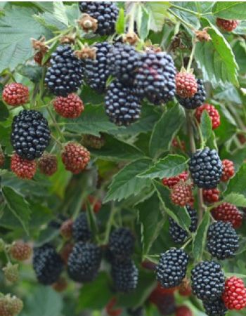 Ежевика бесшипая Лох Несс 