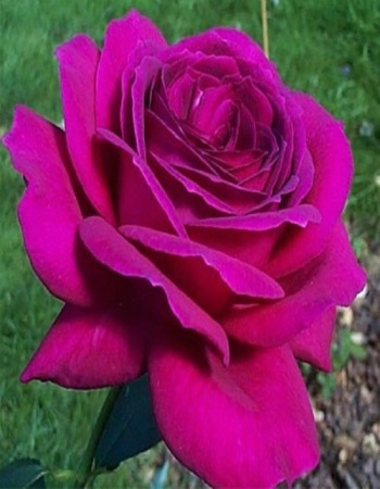 Роза чайно-гибридная Малиновый звон 1 шт