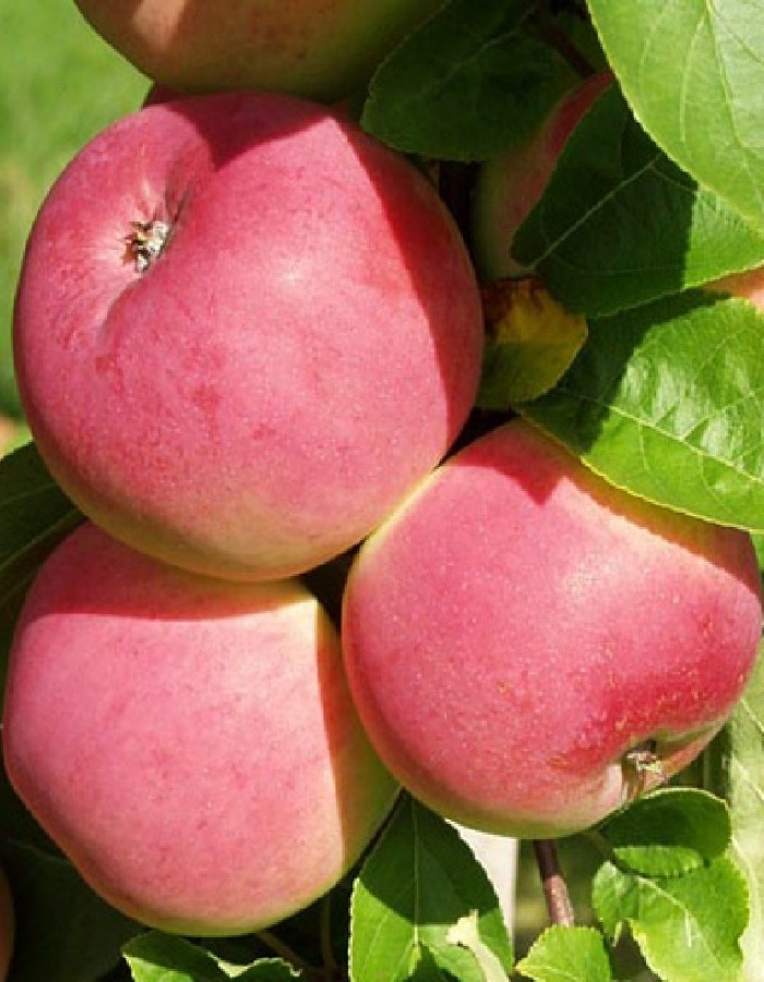 Яблоня Мельба (3 года) 1 шт яблоня жигулевское 3 года 1 шт