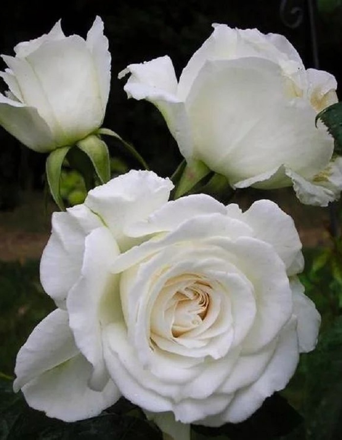 

Роза чайно-гибридная Аннапурна