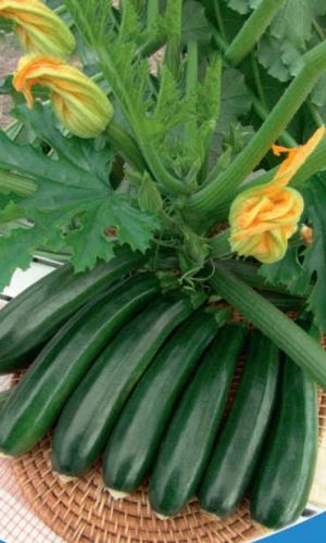 Кабачок Семеновна - цуккини (УД) 10 шт. цв.п. 