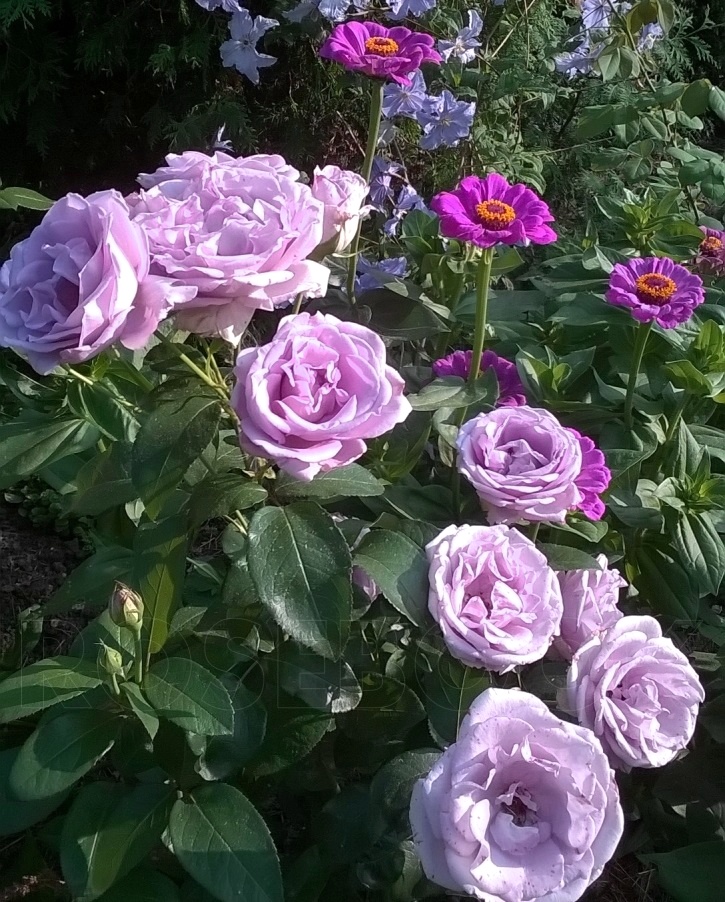 Роза кустовая Сандра Ренесанс 1 шт цена и фото