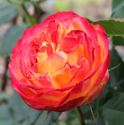 Роза чайно-гибридная Вулканика 