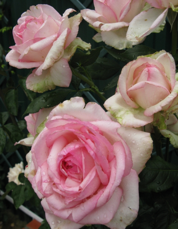 Роза чайно-гибридная Оноре де Бальзак 1 шт роза шарль де голль чайно гибридная топалович