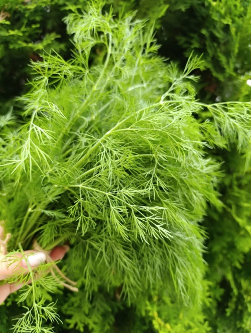 Укроп пучковый Ароматный (УД) 1,5 гр