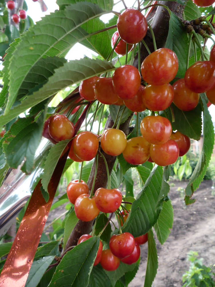 

Черешня Юлия