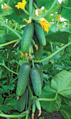 Огурец Колет F1 (УД) 8 шт цв.п