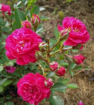 Роза почвопокровная Перл Рейн