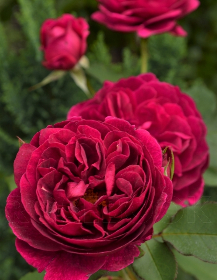 Роза чайно-гибридная Госпел 1 шт