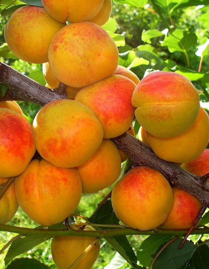 

Абрикос Монастырский