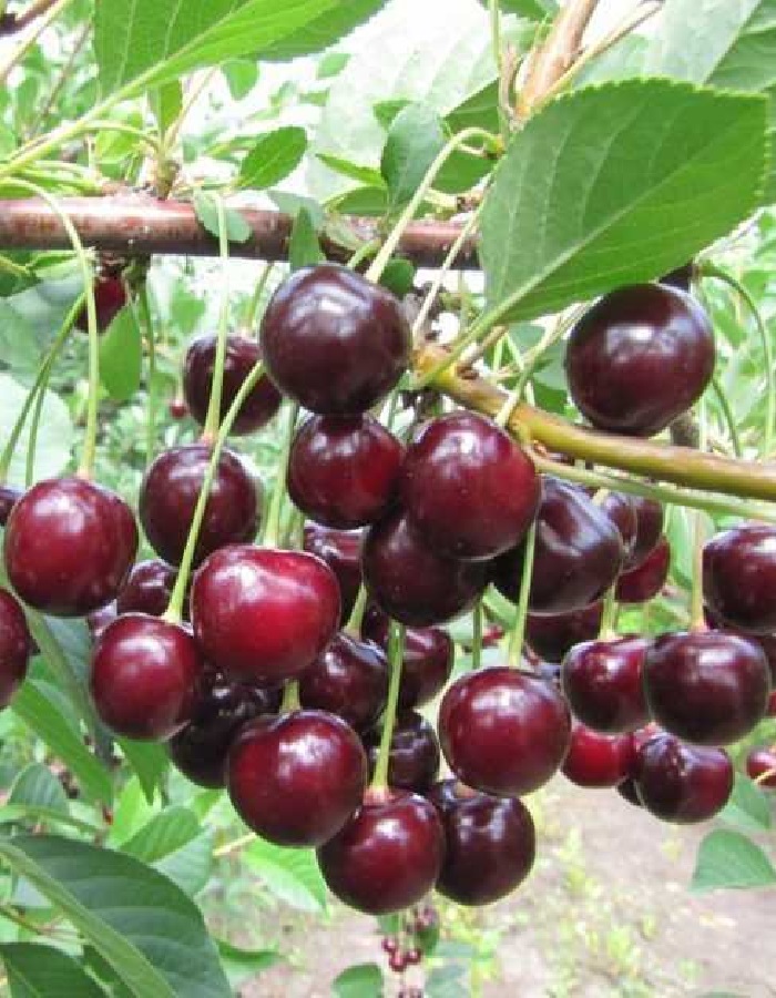 

Вишня Харитоновская