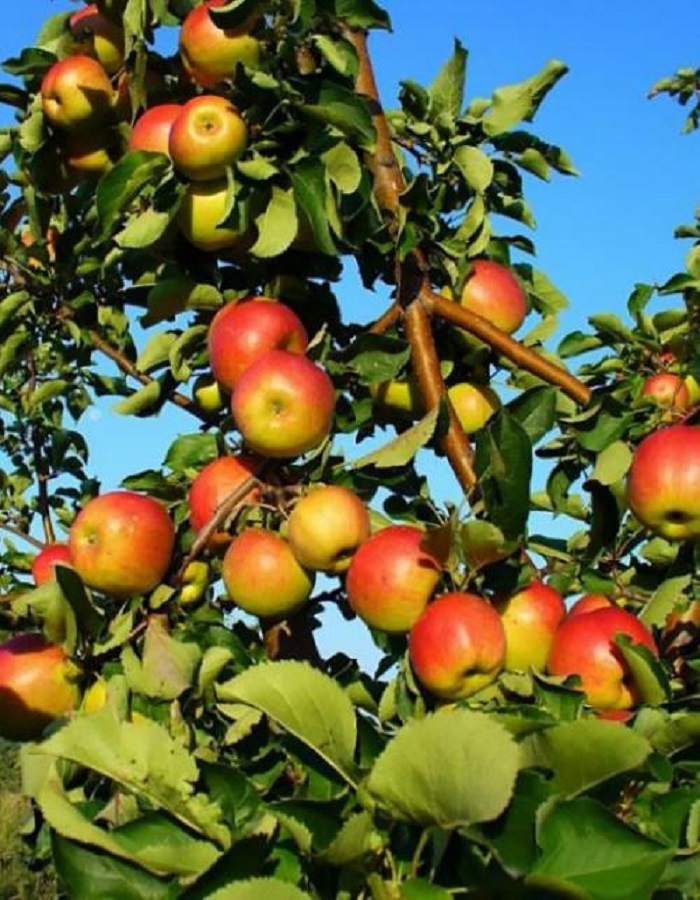 

Яблоня Жигулевское