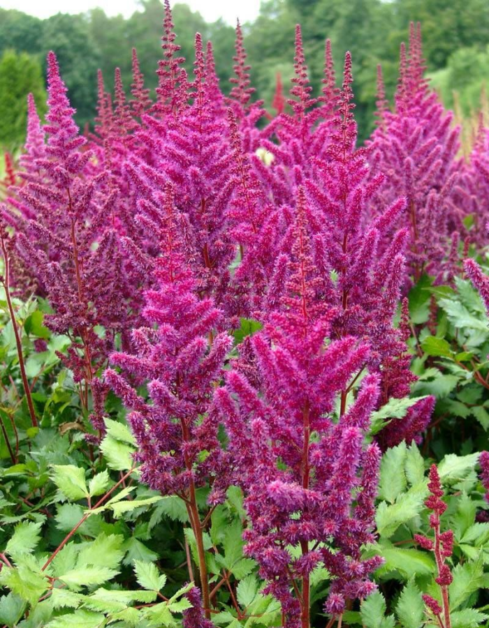 

Астильба Винжс ин ред