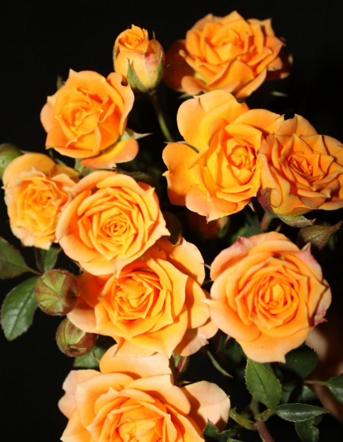 Роза бордюрная Клементина 1 шт роза бордюрная оранж беби в коробке
