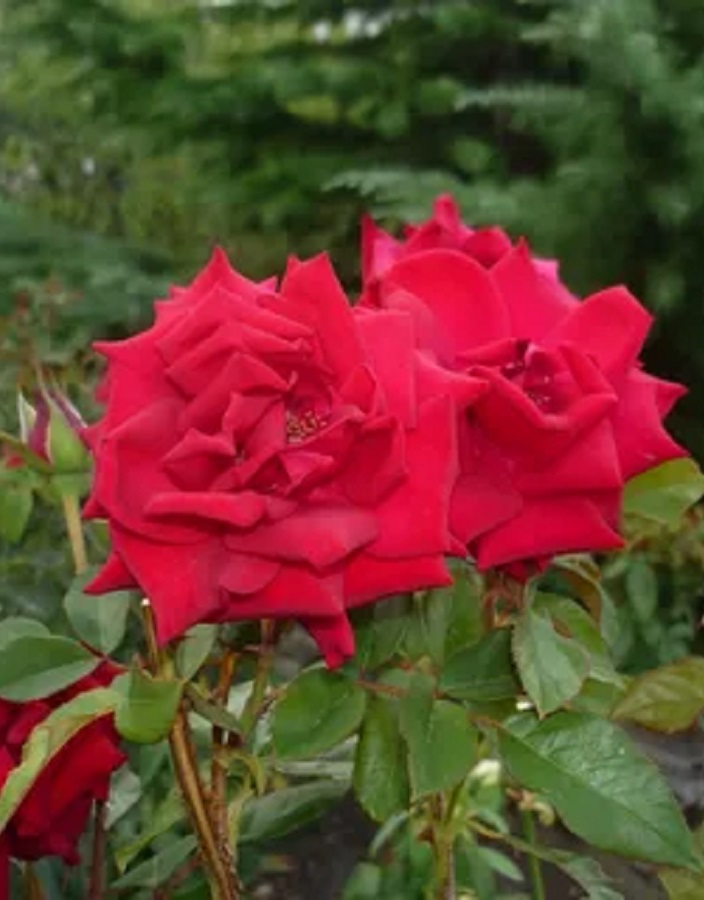 

Роза чайно-гибридная Казахстанская Юбилейная