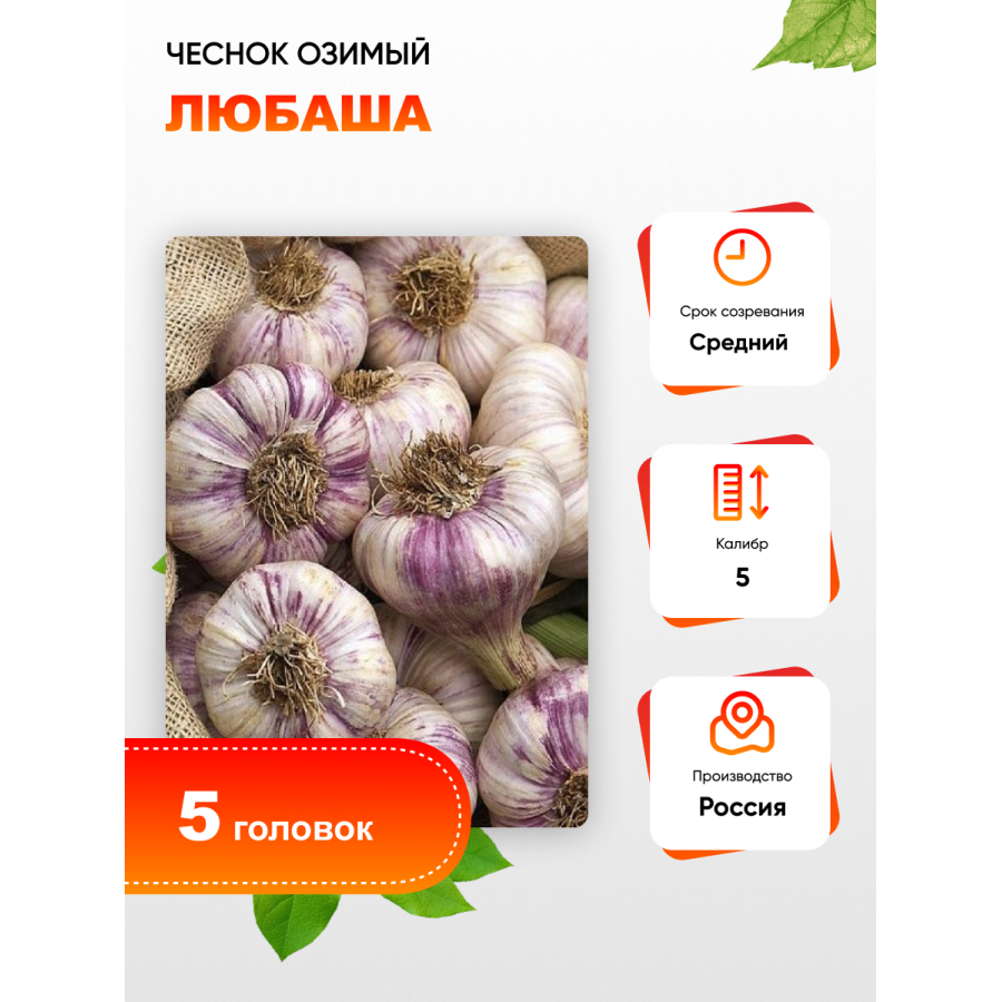 

Чеснок Любаша 1 уп. (5 головок) калибр 5