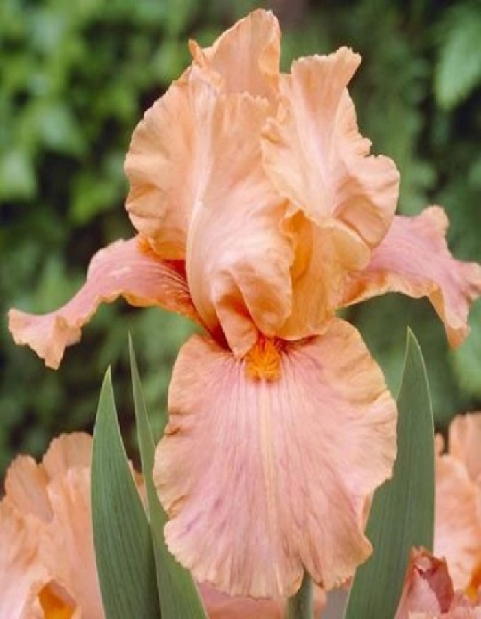 

Ирис Джун Роуз