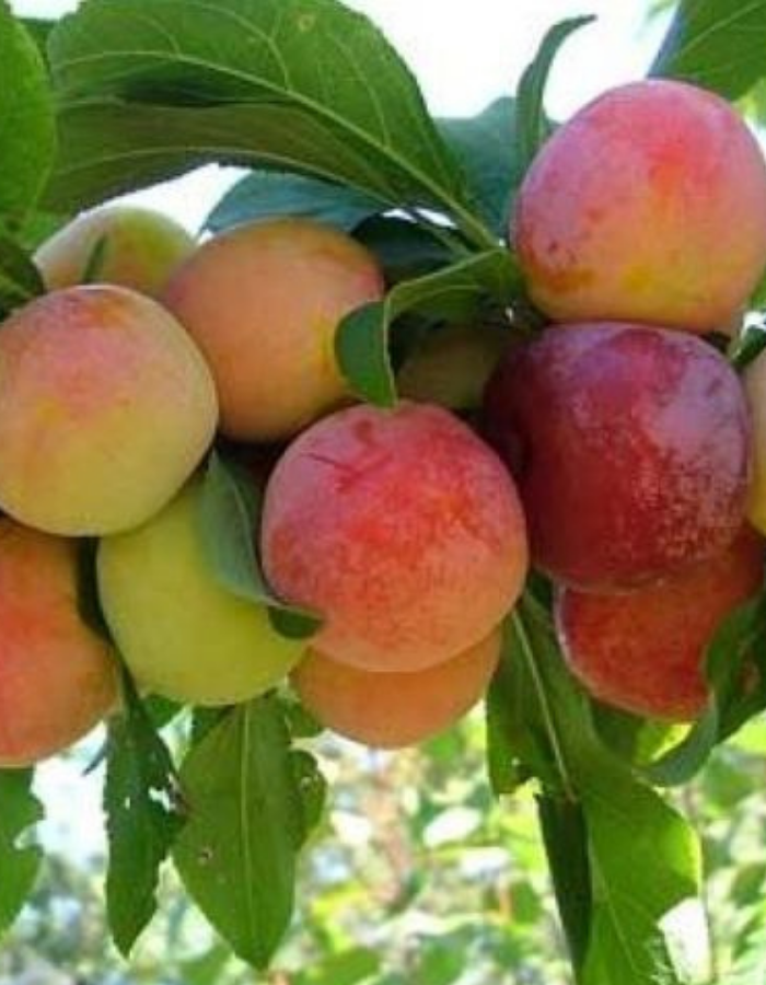 

Слива Жемчужина Урала