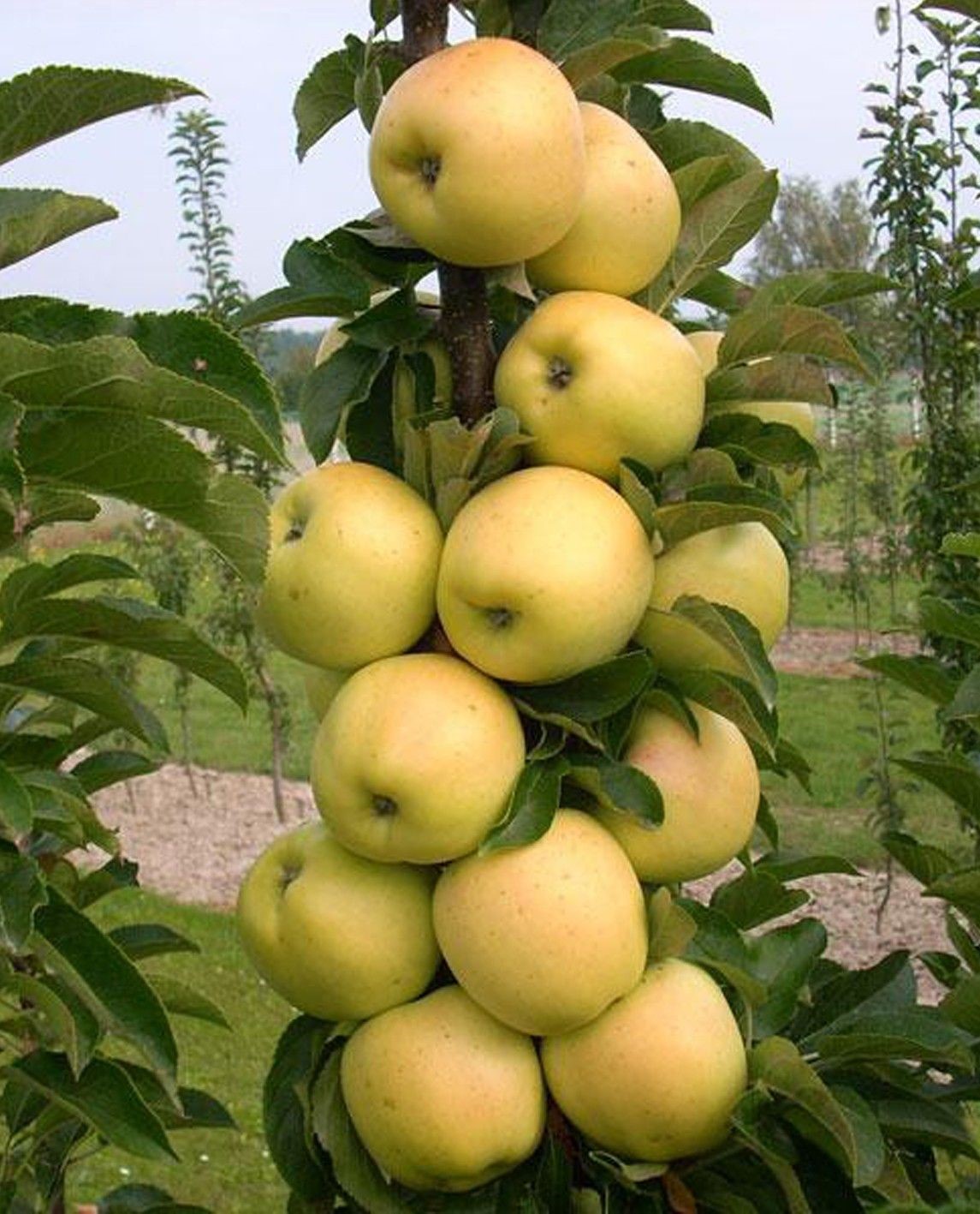 

Яблоня колонновидная Медок