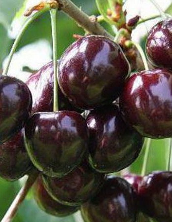 Вишня Владимирская (Prunus cerasus) 1 шт - Плодовые, Вишня, арт: 4683